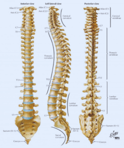 como é a coluna vertebral e sua anatomia