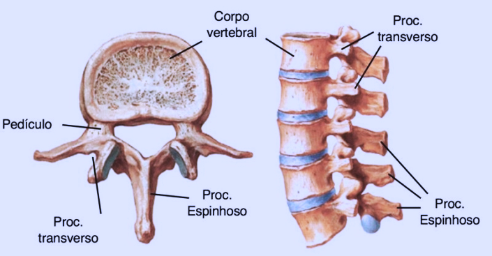 como é uma vértebra da coluna vertebral